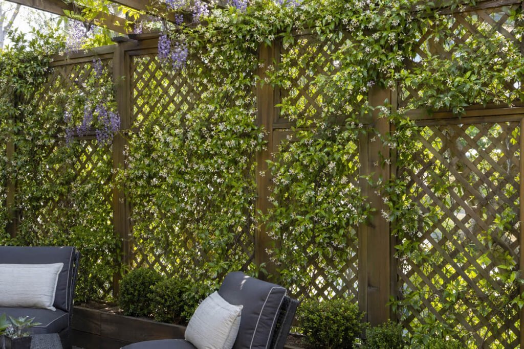 10 Outdoor Privacy Screen Ideas for Australian Backyard 5 timber lattice privacy screen climbing plants australia
