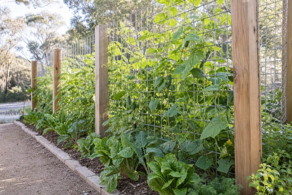 welded mesh fence climbing vegetables